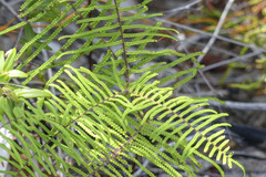 Gleicheniaceae