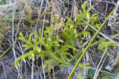 Lycopodiaceae