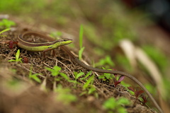 Takydromus sexlineatus