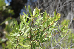Persoonia