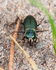Poecilus versicolor