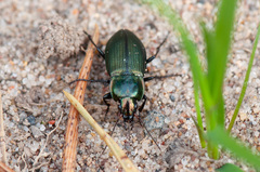 Poecilus versicolor