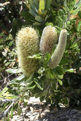 Banksia serrata