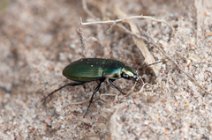 Poecilus versicolor