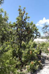 Banksia serrata