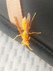Polistes wattii