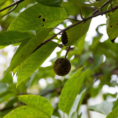 Neolamarckia cadamba