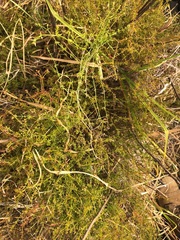 Asperula conferta