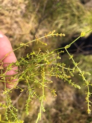 Asperula conferta