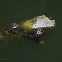 Euphlyctis cyanophlyctis