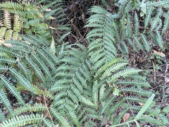 Pteris longipes