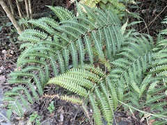 Pteris longipes