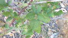 Rubus