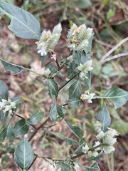 Lepidagathis formosensis