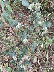 Lepidagathis formosensis