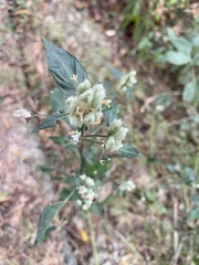 Lepidagathis formosensis
