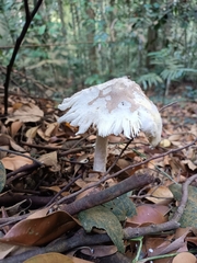 Leucocoprinus cretaceus