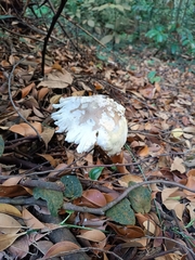 Leucocoprinus cretaceus