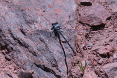 Austroargiolestes calcaris