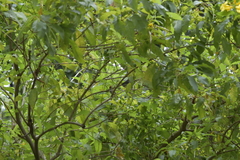 Orthotomus ruficeps