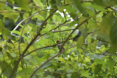 Orthotomus ruficeps
