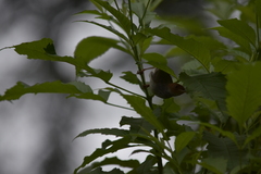 Orthotomus ruficeps