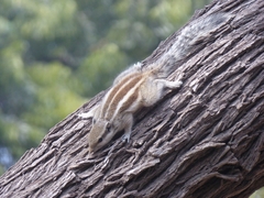Funambulus pennantii