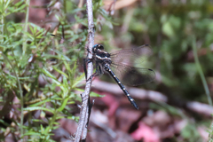 Eusynthemis guttata