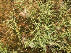 Maireana microphylla