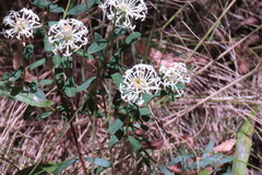 Pimelea treyvaudii
