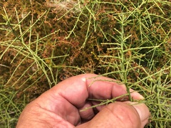 Maireana microphylla
