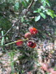 Mallotus philippensis