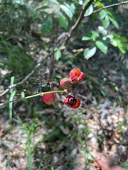 Mallotus philippensis