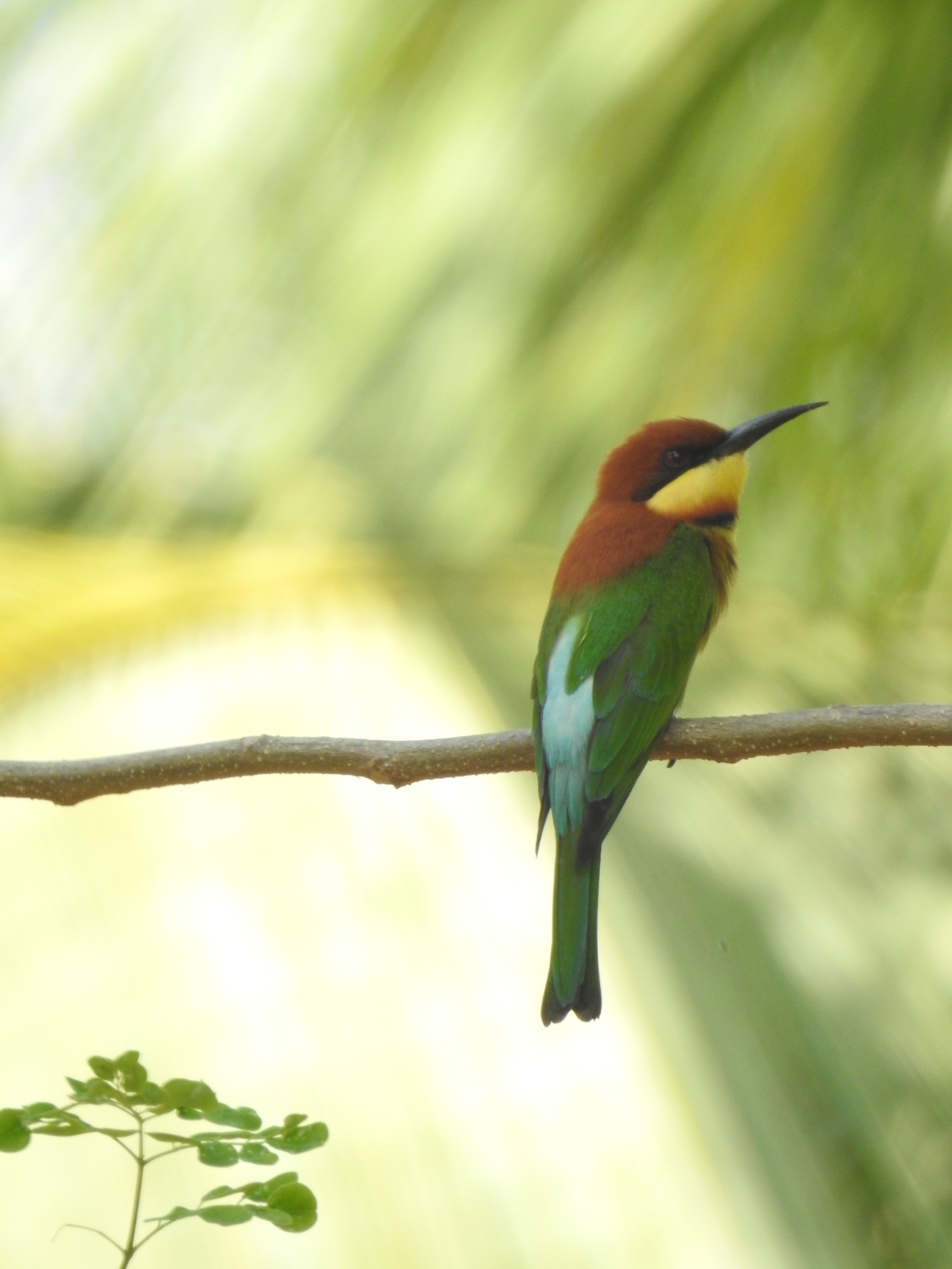 Merops leschenaulti Vieillot, 1817