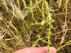 Sclerolaena muricata