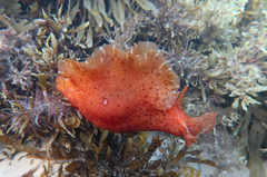 Aplysia extraordinaria