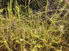 Sclerolaena muricata