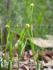 Tricoryne anceps pterocaulon