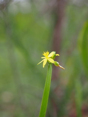 Tricoryne anceps pterocaulon
