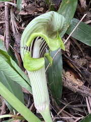 Arisaema ringens