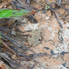 Fejervarya limnocharis