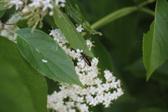 Strangalepta abbreviata