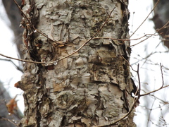 Betula dauurica