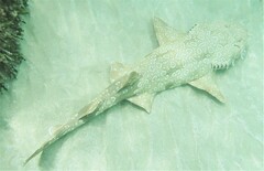 Orectolobus maculatus