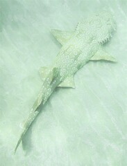 Orectolobus maculatus