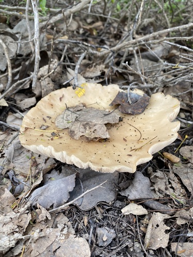 iNaturalist observation photo of Funnels