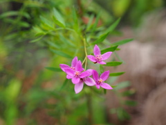 Boronia rivularis