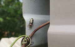 Cosmophasis micarioides