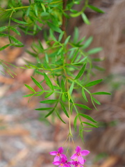 Boronia rivularis
