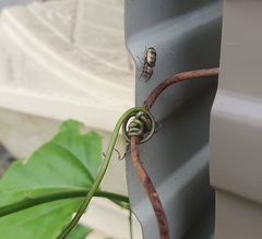 Cosmophasis micarioides